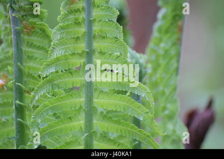 Matteuccia Struthiopteris (Trivialname ist Ostrich Fern). Stockfoto