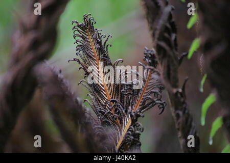 Matteuccia Struthiopteris (Trivialname ist Strauß Farn), braun, Sporn-Lager zu schießen. Stockfoto