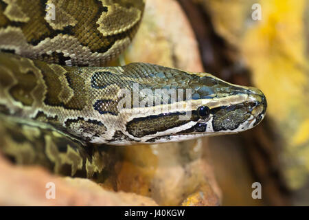 Piton Seollal auf Fels natürlichen Hintergrund Stockfoto