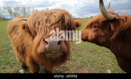 Weitwinkeleinstellung einer Highland Kuh. Stockfoto