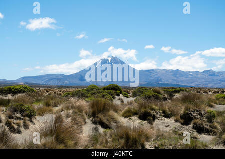 Mount Ngauruhoe im Hintergrund und Rangipo Wüste im Vordergrund (Neuseeland) Stockfoto