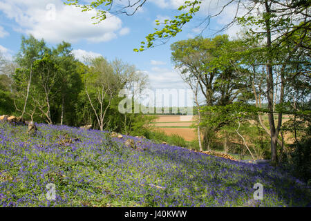 Glockenblumen, Hyacinthoides non-Scripta, im Schnitt Sweet Chestnut Niederwald. In der Nähe von Midhurst, West Sussex, UK. Mai. Stockfoto