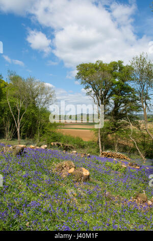 Glockenblumen, Hyacinthoides non-Scripta, im Schnitt Sweet Chestnut Niederwald. In der Nähe von Midhurst, West Sussex, UK. Mai. Stockfoto