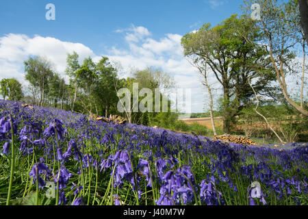 Glockenblumen, Hyacinthoides non-Scripta, im Schnitt Sweet Chestnut Niederwald. In der Nähe von Midhurst, West Sussex, UK. Mai. Stockfoto