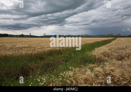 Eine kultivierte Feld voller goldener Weizen mit einigen Bäumen auf Distanz und einen grünen Streifen Gras in der Mitte unter einem bewölkten Himmel Stockfoto