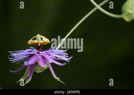Blüte einer Leidenschaft Blume Art (Passiflora Amethystina). Stockfoto