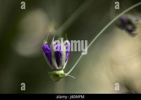 Geschlossene Blüte einer Leidenschaft Blume Art (Passiflora Amethystina). Stockfoto