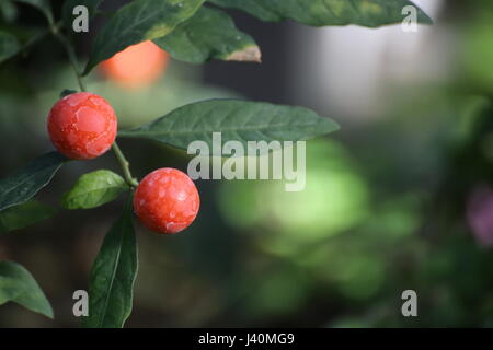 Solanum Pseudocapsicum, allgemein bekannt als der Korallenstrauch mit Früchten. Stockfoto