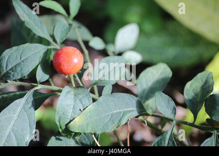 Solanum Pseudocapsicum, allgemein bekannt als der Korallenstrauch mit Früchten. Stockfoto