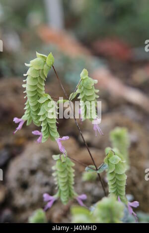 Origanum Dictamnus (Diptam von Kreta) mit Blüten. Stockfoto