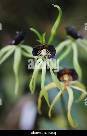Prosthechea Cochleata, Clamshell Orchid oder kleine Muschel Orchidee. Stockfoto