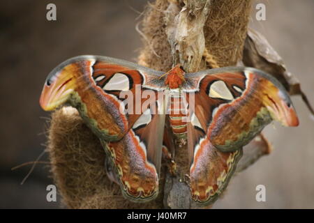 Attacus Atlas (Atlas-Motte), ein großes Saturniid. Stockfoto