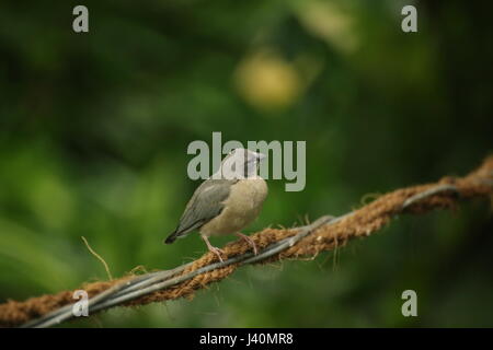 Junge Prachtfinkenart Finch (Erythrura Gouldiae) sitzen auf einem Draht. Stockfoto