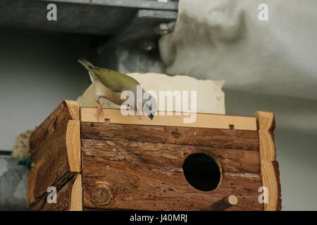 Junge Prachtfinkenart Finch (Erythrura Gouldiae) am Vogelhaus. Stockfoto