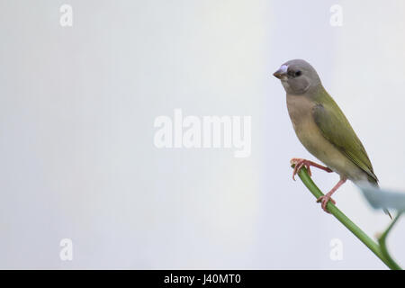 Junge Prachtfinkenart Finch (Erythrura Gouldiae) auf einem Zweig sitzen. Stockfoto