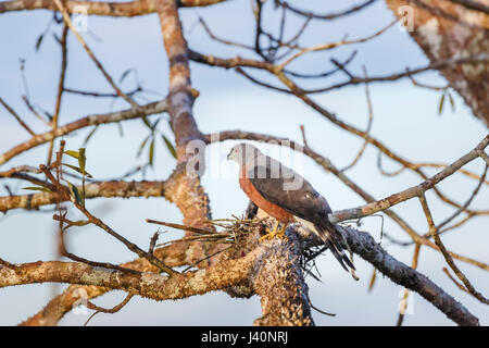 Doppel-Zahnriemen Kite (Harpagus Bidentatus) in den Amazonas Regenwald in La Selva Lodge auf dem Napo Fluss, Ecuador, Südamerika Stockfoto