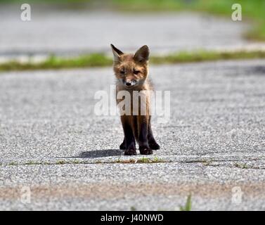 Das kit Rotfuchs (Vulpes Vulpes) stehend in der Mitte einer alten verlassenen Straße. Stockfoto