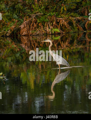 Eine große blaue Herron und ihre Reflexion in den Everglades von Florida Stockfoto