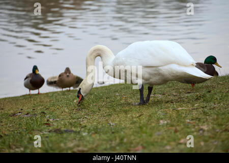 Höckerschwan (Cygnus Olor) mit einigen Stockenten. Stockfoto