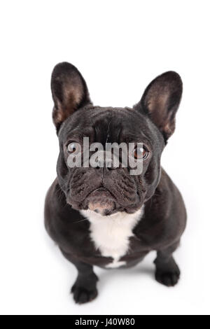 Schwarze französische Bulldogge auf weißem Hintergrund Stockfoto