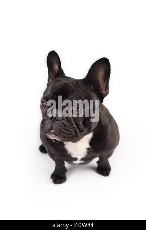 Schwarze französische Bulldogge auf weißem Hintergrund Stockfoto