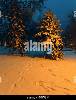 Fichten bedeckt mit Schnee auf der Gasse im Park in der Nacht. Dnepropetrovsk, Ukraine Stockfoto