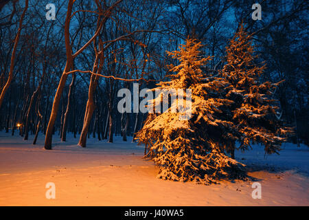 Fichten bedeckt mit Schnee auf der Gasse im Park in der Nacht. Dnepropetrovsk, Ukraine Stockfoto