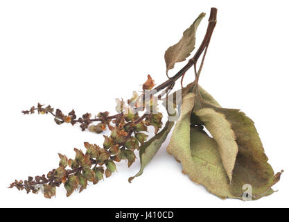 Trockene Heiliges Basilikum oder tulsi Blätter mit Blüten auf weißem Hintergrund Stockfoto