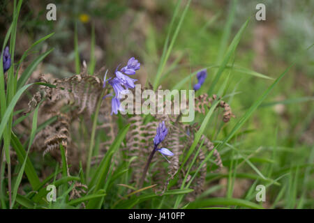 Nahaufnahme von Glockenblumen/Wald/grass Stockfoto