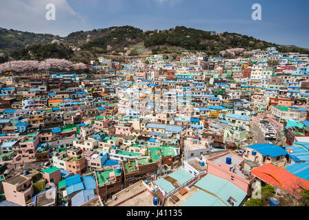 Ansicht von bunt bemalten Häusern in Gamcheon Culture Village, Busan Gwangyeoksi, Südkorea Stockfoto