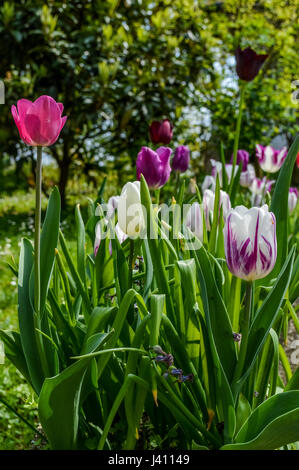 Gruppe von Bunte Tulpen im Frühlingsgarten Stockfoto
