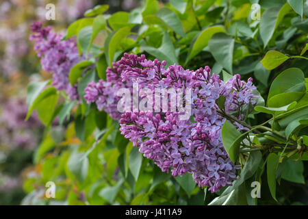 Syringa Vulgaris, Flieder oder gemeinsamen lila ist eine Pflanzenart in der Olive Familie Blüte Stockfoto