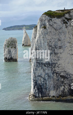 Die Pinnacles, eine Reihe von Kreide Felsnadeln vor der Küste von Dorset am Studland Stockfoto