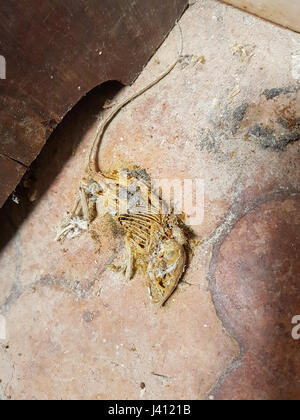 Tote Maus Skelett auf dem Boden Stockfoto