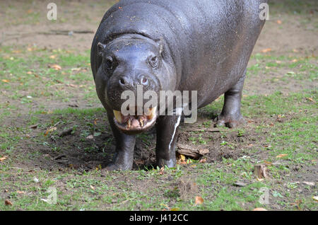 Lächelnde Pygmäen Hippo mit teilweise geöffnetem Mund. Stockfoto