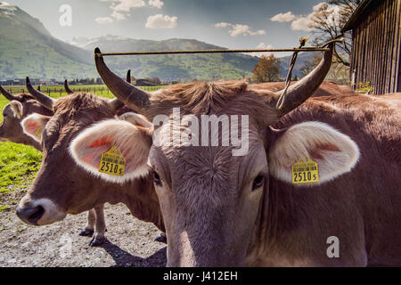 Braunvieh (Deutsch, "braune Rinder") auch bekannt als Schwyzer oder Braunvieh Kühe mit Hörnern auf einem Bauernhof im Schweizer Kanton Appenzell Innerhodden, Stockfoto