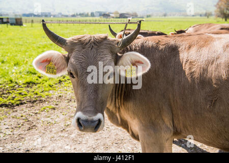 Braunvieh (Deutsch, "braune Rinder") auch bekannt als Schwyzer oder Braunvieh Kühe mit Hörnern auf einem Bauernhof im Schweizer Kanton Appenzell Innerhodden, Stockfoto