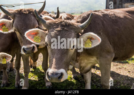 Braunvieh (Deutsch, "braune Rinder") auch bekannt als Schwyzer oder Braunvieh Kühe mit Hörnern auf einem Bauernhof im Schweizer Kanton Appenzell Innerhodden, Stockfoto