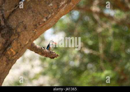 Vögel von Uganda Stockfoto