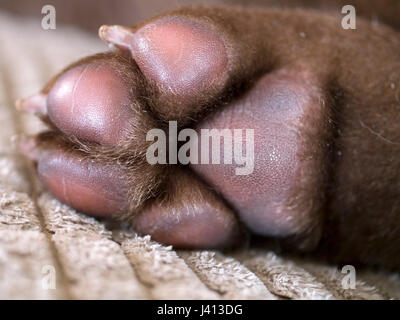 Shar Pei Welpen Stockfoto
