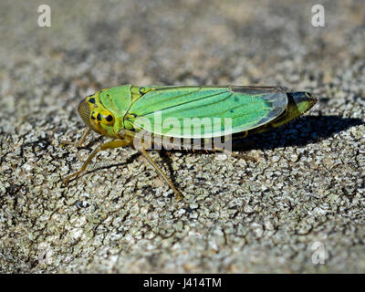 Grüne Blatt-Trichter (Cicadella Viridis) Lancashire UK. Fokus-Stapeln Makro Bild. Stockfoto