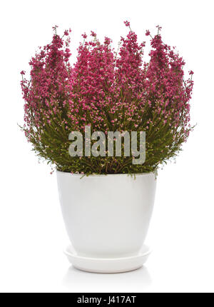 Calluna Vulgaris (bekannt als gemeinsame Heather, Ling, oder einfach nur Heidekraut) im Blumentopf isoliert auf weißem Hintergrund Stockfoto