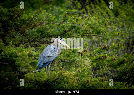 Ein Great Blue Heron thront in einer Tanne Fernan See in Idaho. Stockfoto