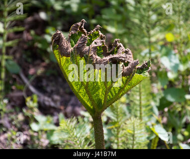 Riesen Rhabarber Blatt beleuchtet von der Sonne zeigen die Venen im detail Stockfoto