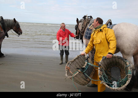 Garnelenfang auf dem Pferderücken ist immer noch in Oostduinkerke, Belgien praktiziert. Stockfoto