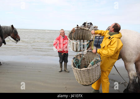 Garnelenfang auf dem Pferderücken ist immer noch in Oostduinkerke, Belgien praktiziert. Stockfoto