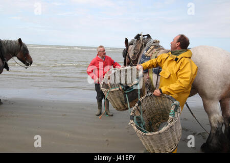 Garnelenfang auf dem Pferderücken ist immer noch in Oostduinkerke, Belgien praktiziert. Stockfoto