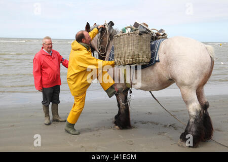 Garnelenfang auf dem Pferderücken ist immer noch in Oostduinkerke, Belgien praktiziert. Stockfoto