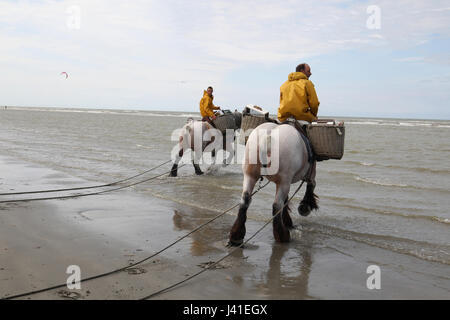 Garnelenfang auf dem Pferderücken ist immer noch in Oostduinkerke, Belgien praktiziert. Stockfoto