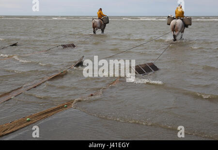 Garnelenfang auf dem Pferderücken ist immer noch in Oostduinkerke, Belgien praktiziert. Stockfoto